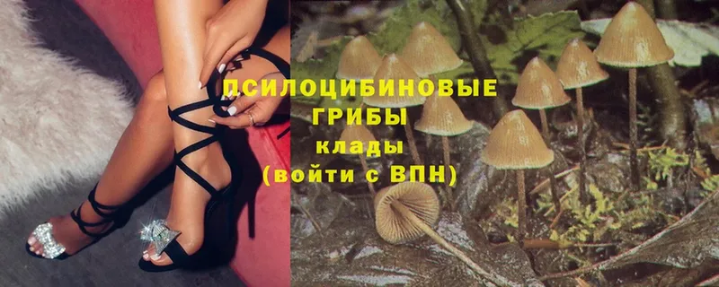 купить наркотики цена  Благовещенск  Галлюциногенные грибы Magic Shrooms 